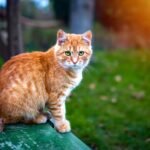 redhead cat ginger cat sitting